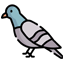 pigeon
